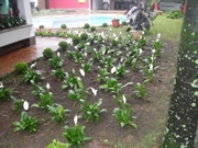 Serviço de Plantio de Mudas no Jardim Brasil