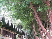 Empresa de Remoção de Galhos no Jardim Cabuçu
