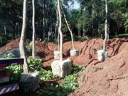 Transplante de Árvores no Jardim Cabuçu