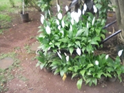 Plantio de Mudas no Jardim Ibiratiba