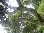 Poda de Árvores no Parque América