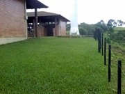 Contratar Plantio de Grama no Parque Edu Chaves