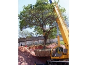 Preço de Transplante de Árvores na Libero Badaró