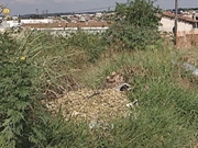 Contratar Limpeza de Terrenos na Cidade Tiradentes