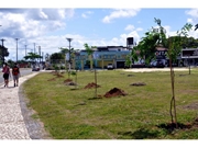 Empresa de Plantio de Mudas na Vila Santana