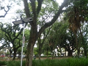 Preço de Poda de Árvore em Santo André