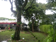 Preço de Poda de Árvores em Santo André