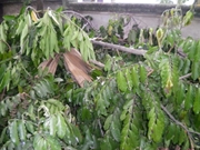 Serviço de Poda de Árvores no Embu