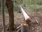 Serviço de Corte de Árvore no Tamboré