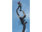 Contratar Poda de Árvore na Santa Ifigênia
