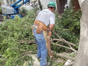 Serviço de Arborização Interna na Santa Ifigênia