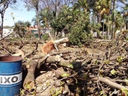 Empresa de Arborização Interna na Cidade Tiradentes