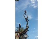 Poda de Árvore na Cidade Tiradentes