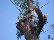 Preço de Corte de Árvore na Vila Guarani