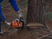 Preço de Arborização Interna no Parque Vila Lobos