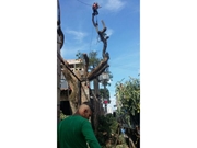Empresa de Poda de Árvore no Ibirapuera