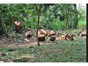 Corte de Árvore no Parque Edu Chaves
