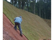 Plantio de Gramas em Interlagos