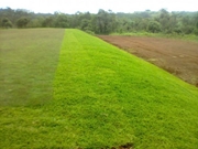 Empresa de Plantio de Grama na Vila Guarani